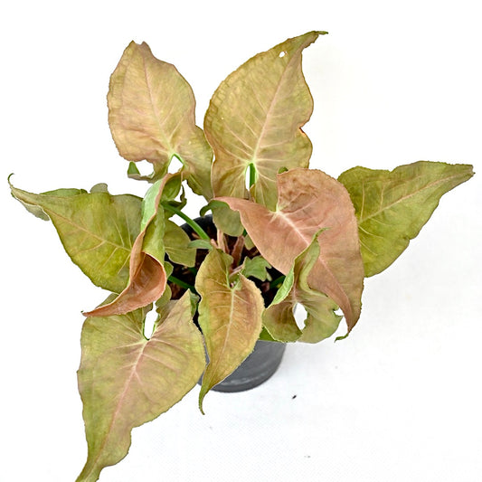 Syngonium white bone chocolate