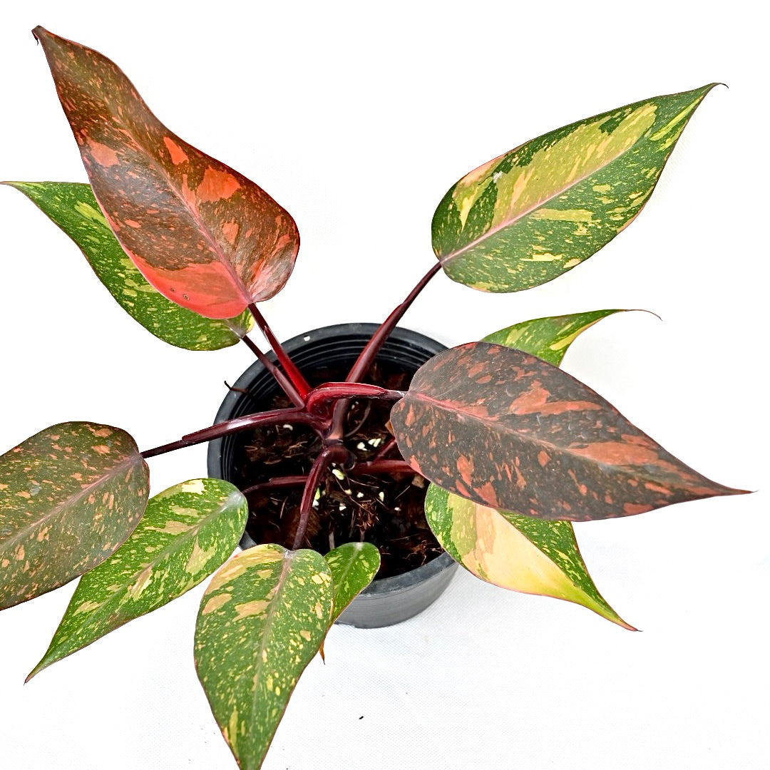 Philodendron orange princess (galaxy)(S) (3-4 leaves)