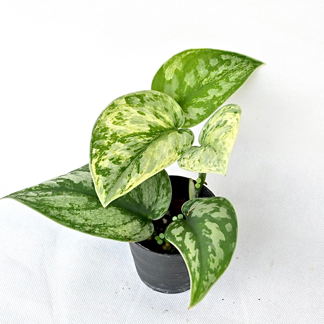 Scindapsus exotica variegated