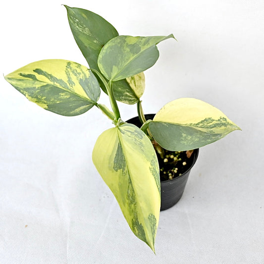 Philodendron silver sword variegated