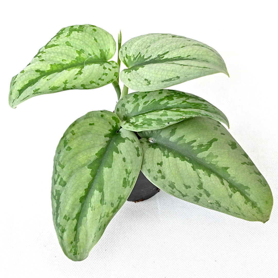 Scindapsus sp. (giant leave) – Poonsin Garden