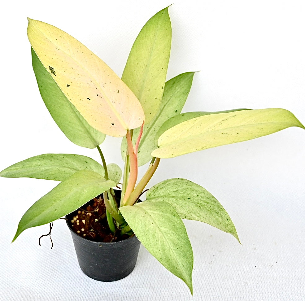 Philodendron whipple way