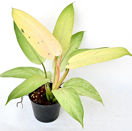 Philodendron whipple way
