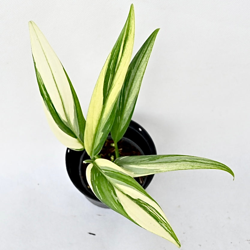 Epipremnum amplissimum albo variegated