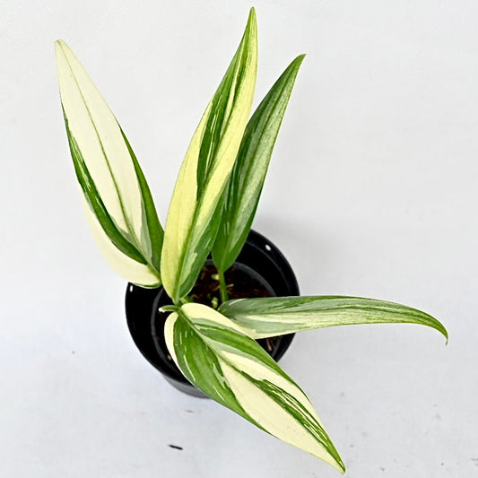 Epipremnum amplissimum albo variegated