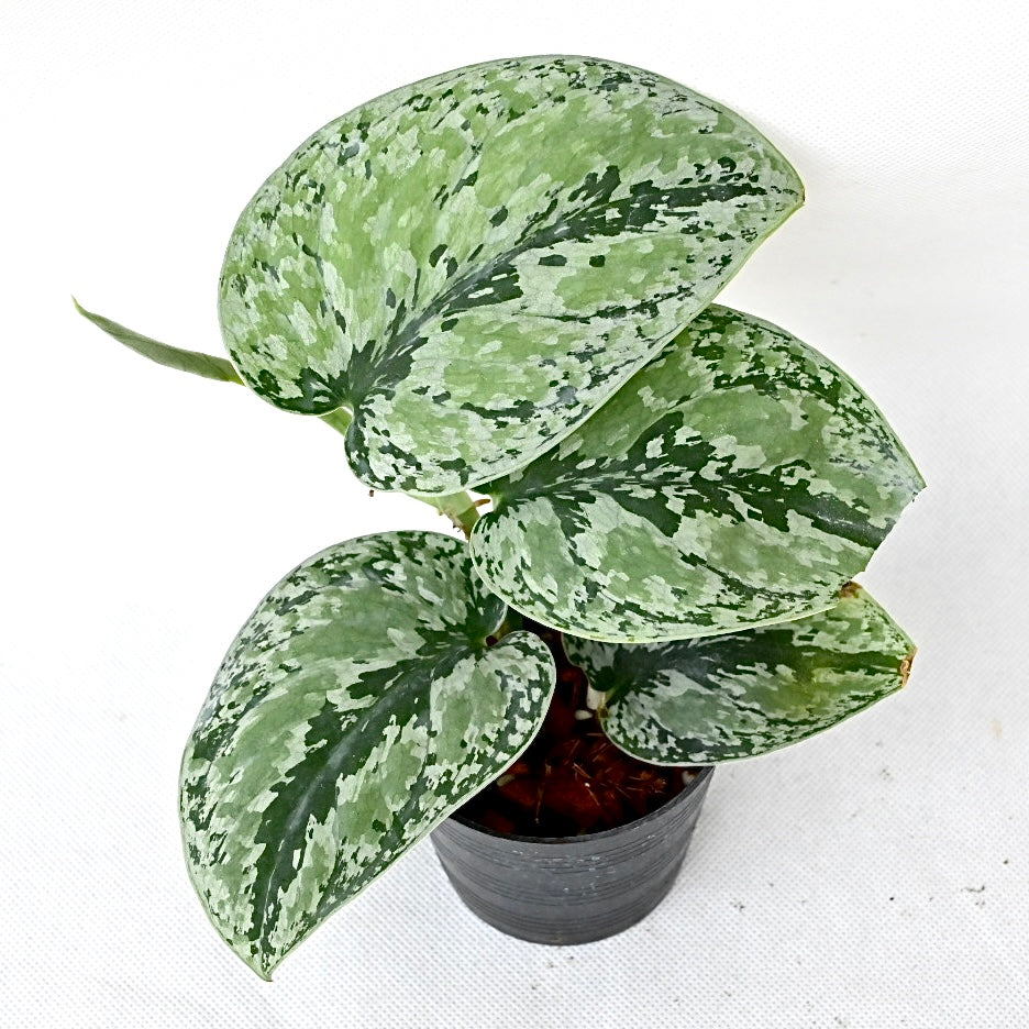 Scindapsus tricolor silver platinum