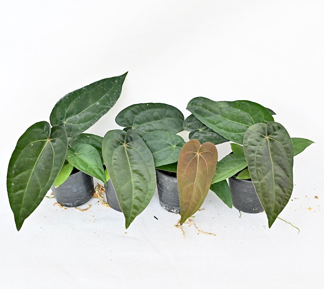 Anthurium hybrid (A.dresseri jay Van x A.papi Ree garden)