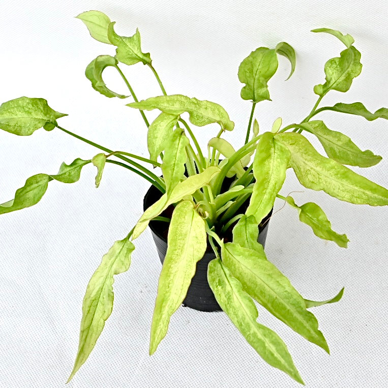 Syngonium ribbon lemon