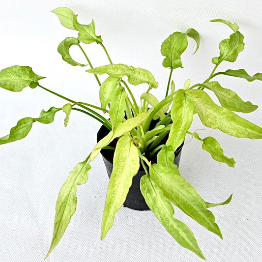 Syngonium ribbon lemon