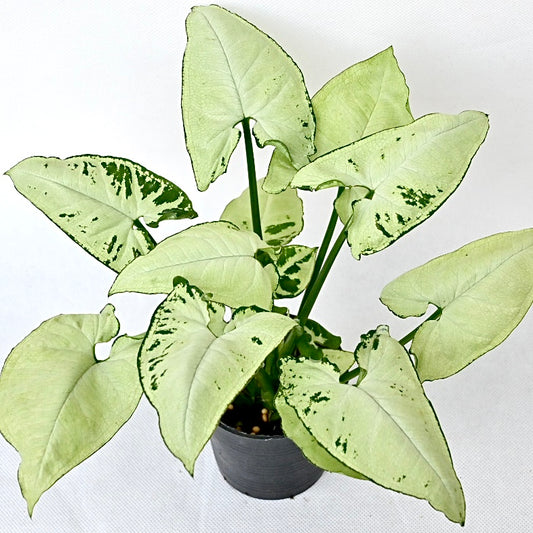 Syngonium white Christmas