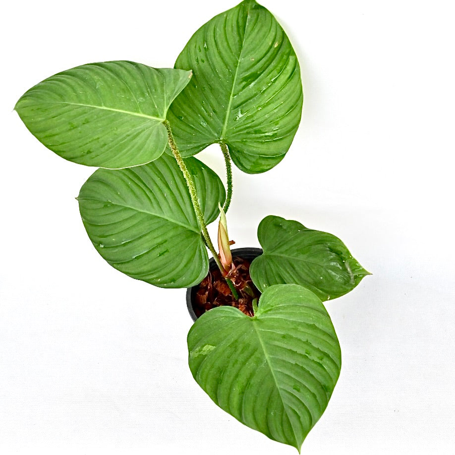 Philodendron fuzzy petiole