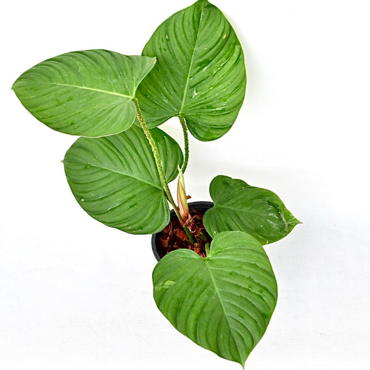 Philodendron fuzzy petiole