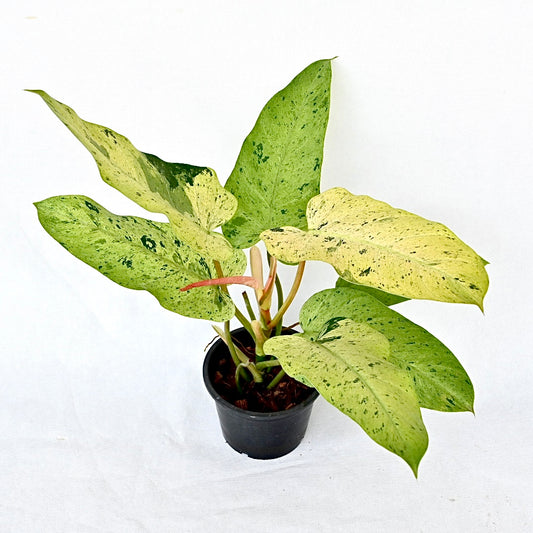 Philodendron whipple way
