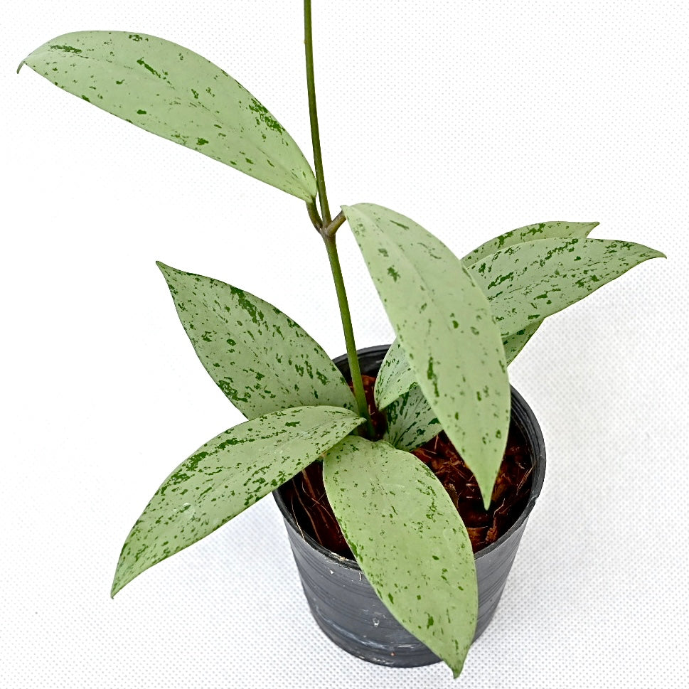 Hoya Pubicalyk silver ghost