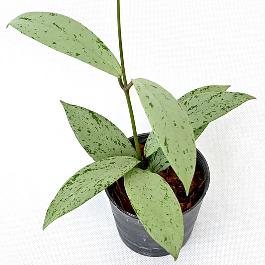 Hoya Pubicalyk silver ghost