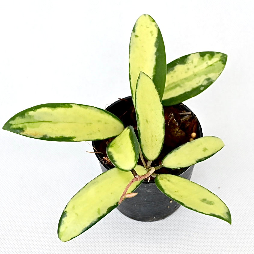 Hoya Acuta yellow variegated