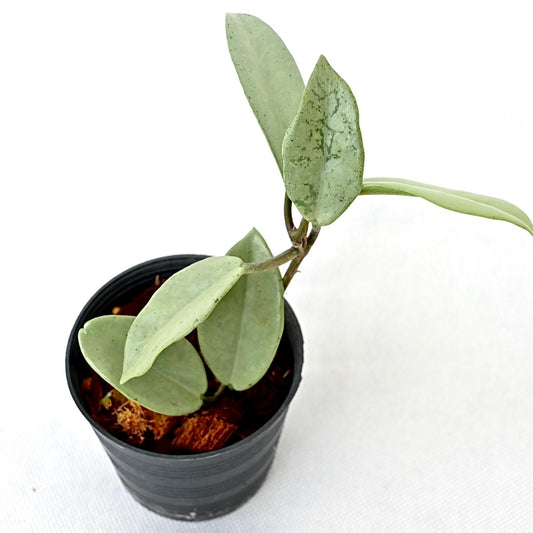 Hoya Wilbur Graves Silver