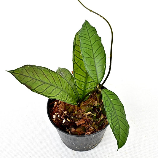 Hoya sp. gununy gading