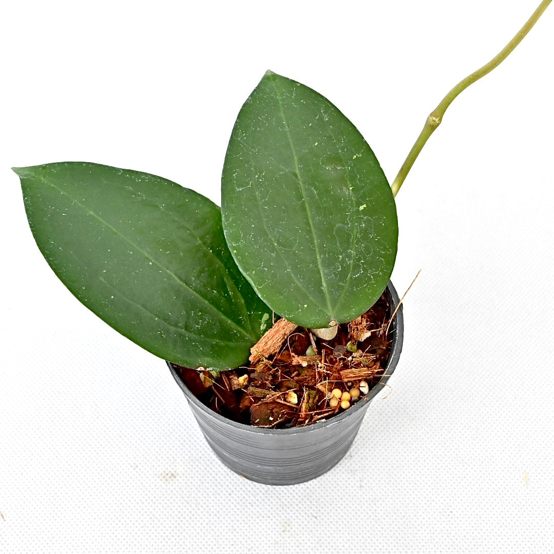 Hoya Verticillata chiangrai