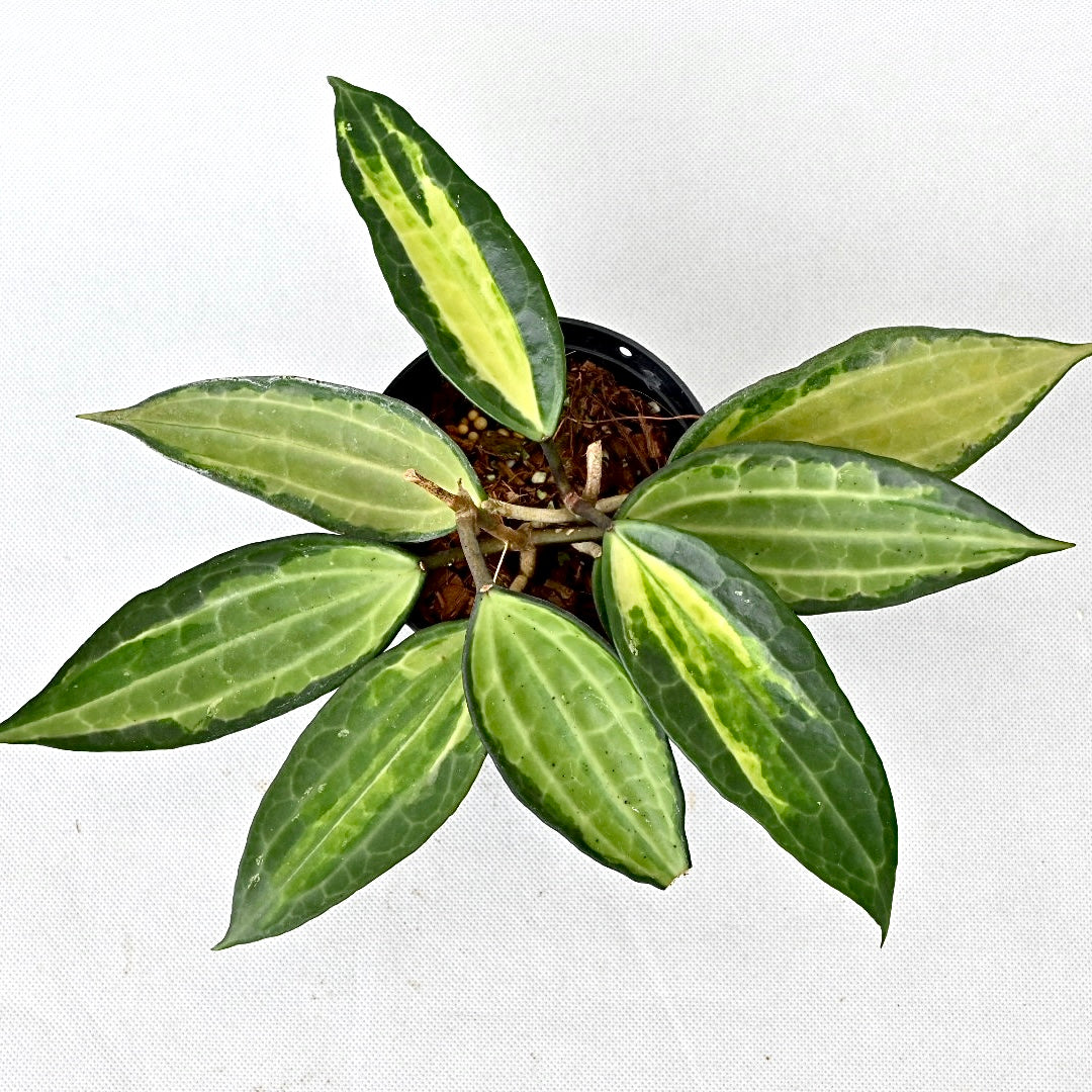 Hoya macrophylla pot of gold