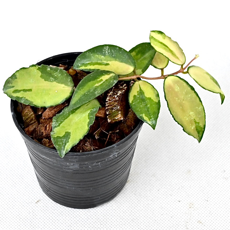 Hoya caudata variegated
