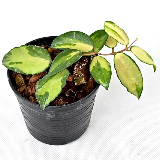 Hoya caudata variegated