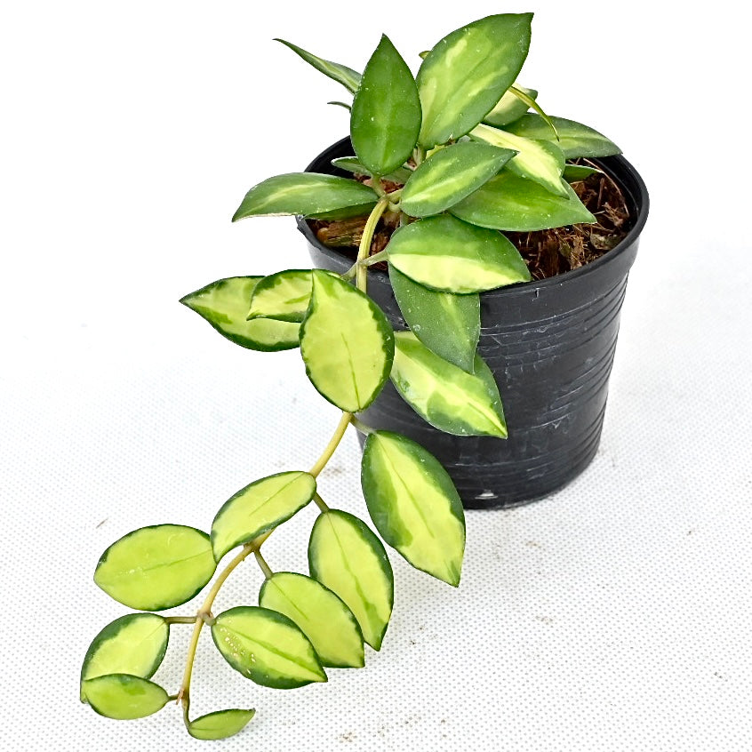 Hoya lacunosa variegated