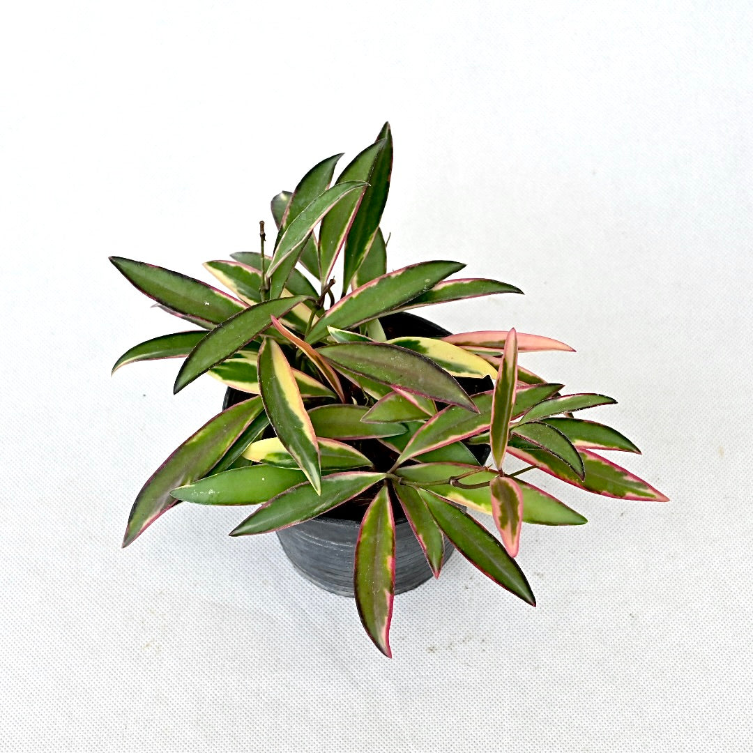 Hoya kentiana 'Lori Lyn'