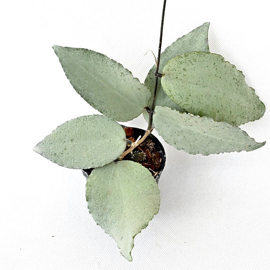 Hoya caudata silver mint (4 leaves)