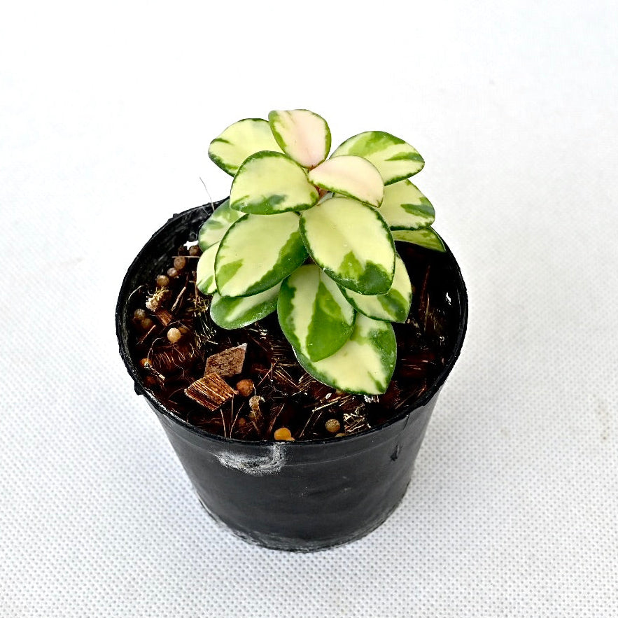 Hoya mathilde variegated – Poonsin Garden