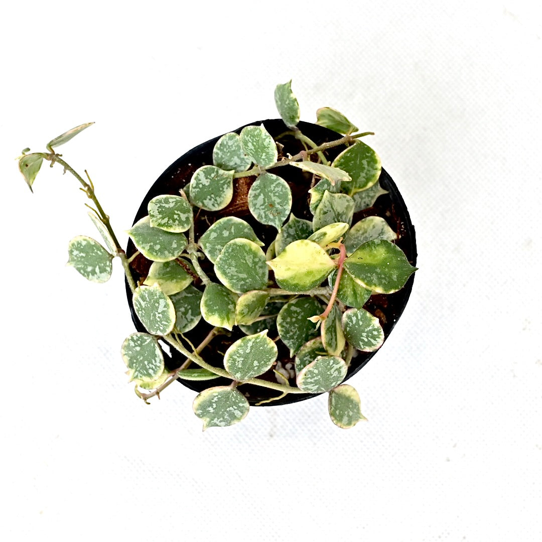 Hoya curtisii albomarginata (outer)