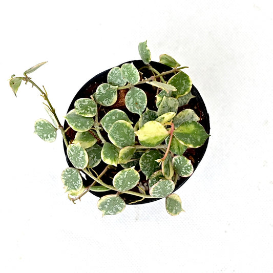 Hoya curtisii albomarginata (outer)