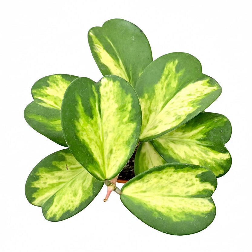 Hoya kerrii variegated spot leaf