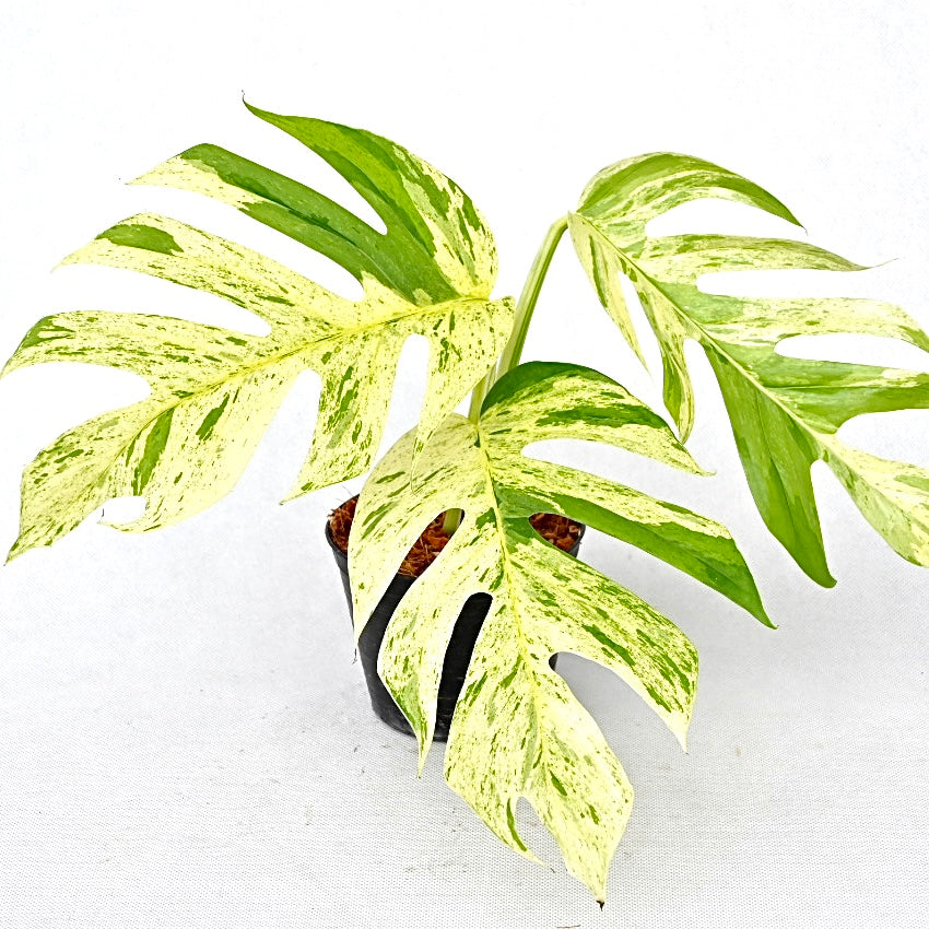 Epipremnum pinnatum marble (Mature form)