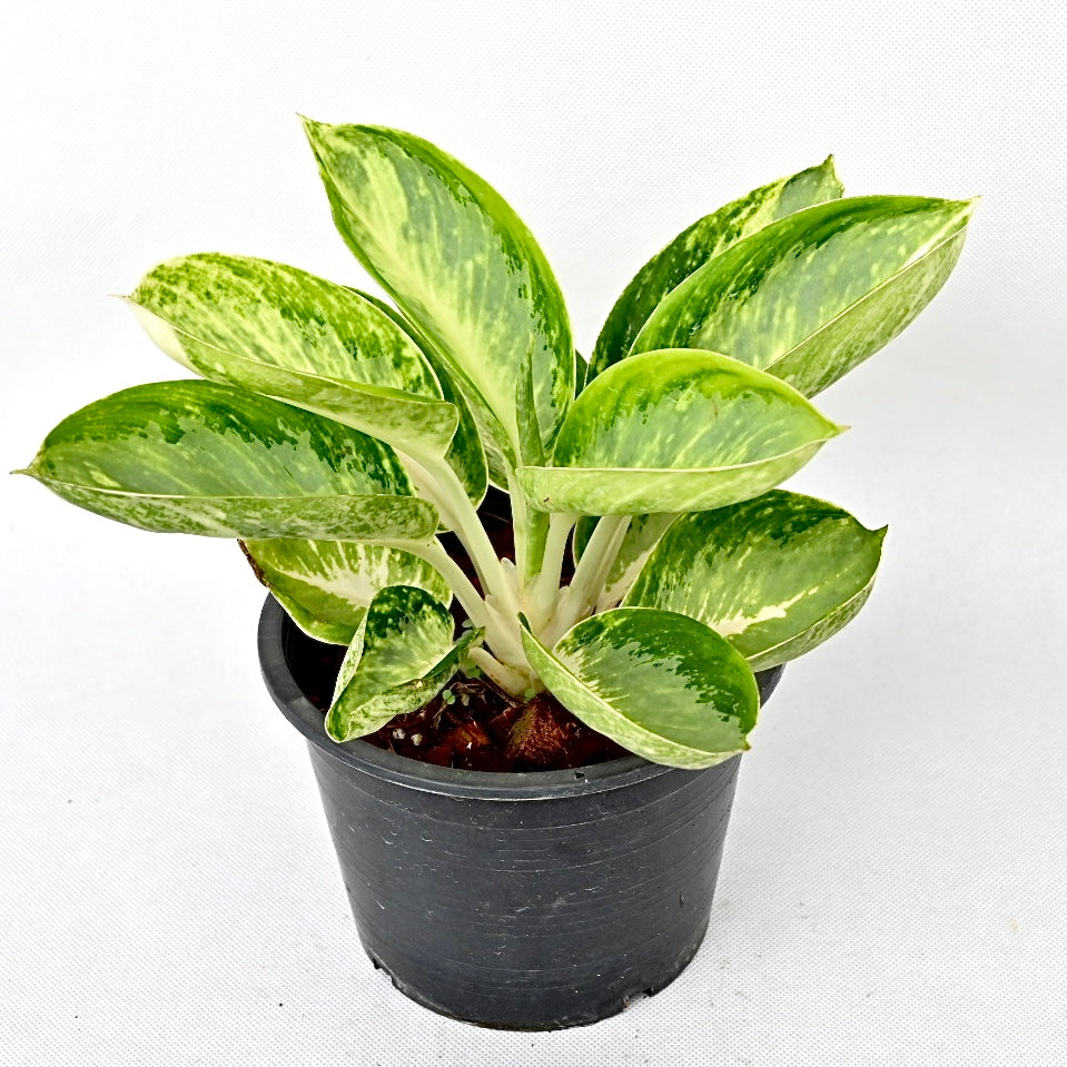 Agloanema 'kamkluai'