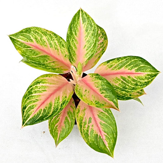 Agloanema hybrid (pink lookbay X cupcake)