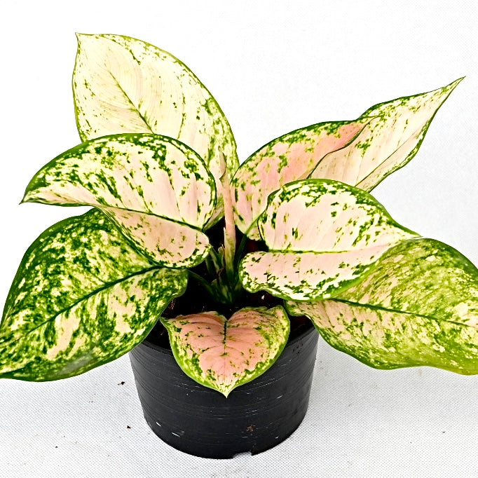 Agloanema 'Anyamanee mutation'