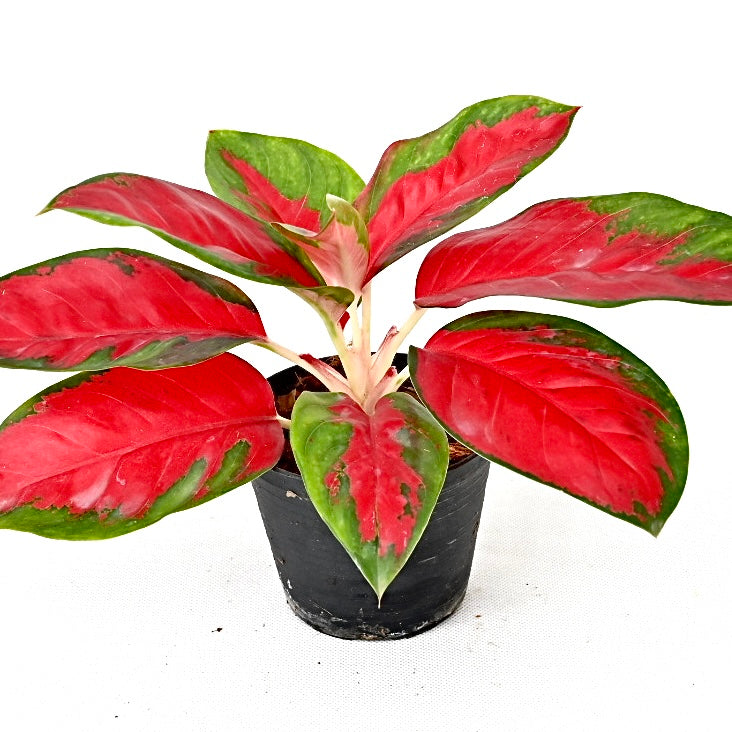 Agloanema 'Suksom Jaipong'