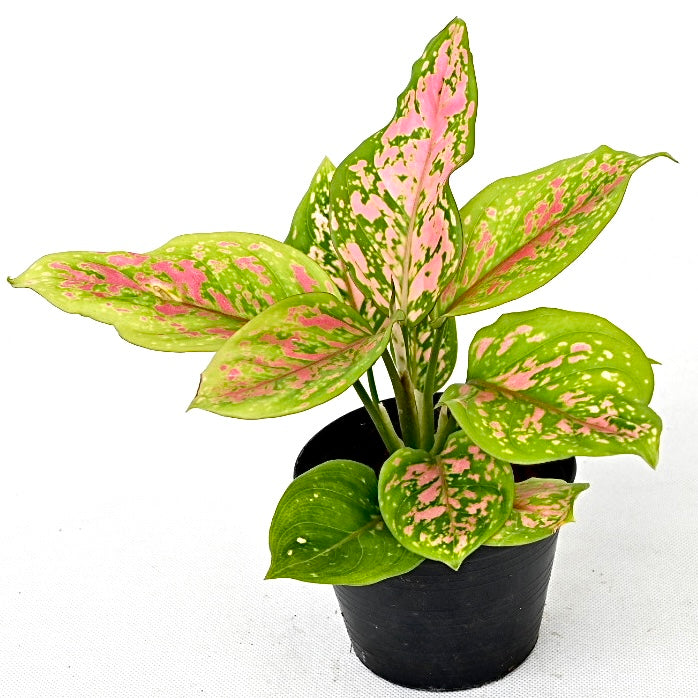 Agloanema 'Valentine hybrid'