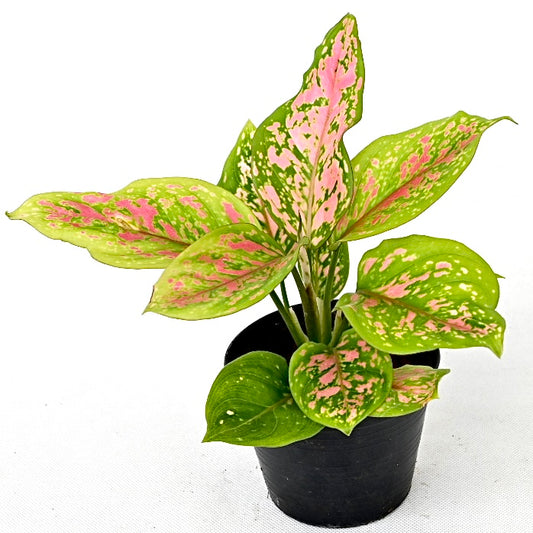 Agloanema 'Valentine hybrid'