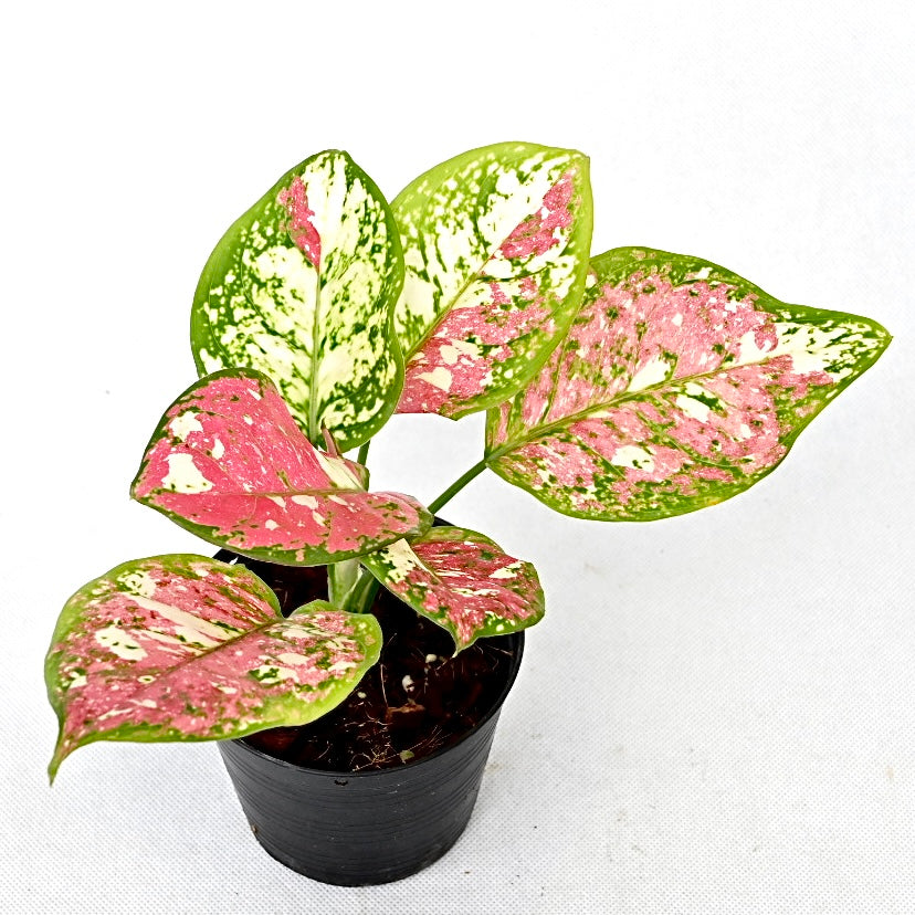 Agloanema 'Anyamanee tricolor'