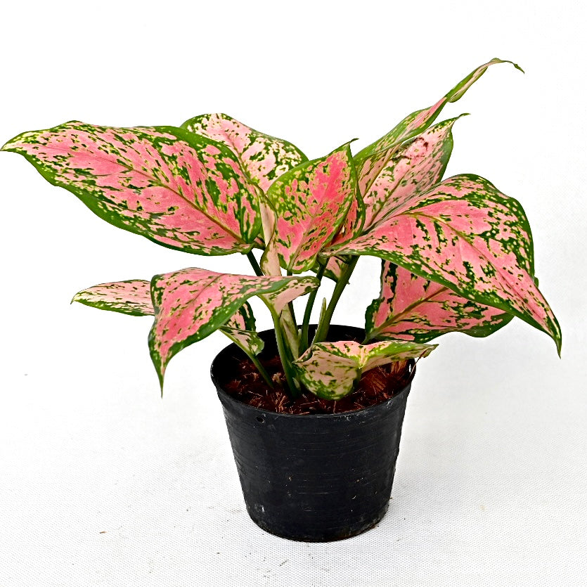 Agloanema 'Anyamenee'