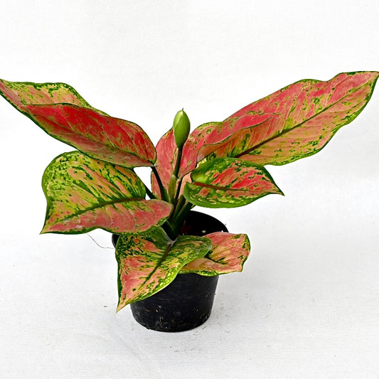 Agloanema 'Heng Heng'