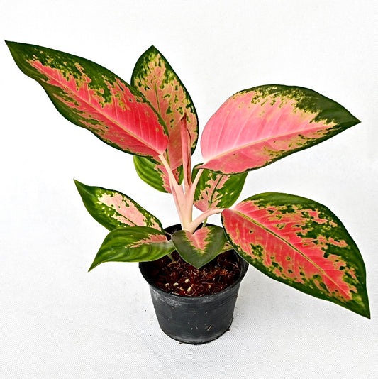 Agloanema 'Chang Dang'