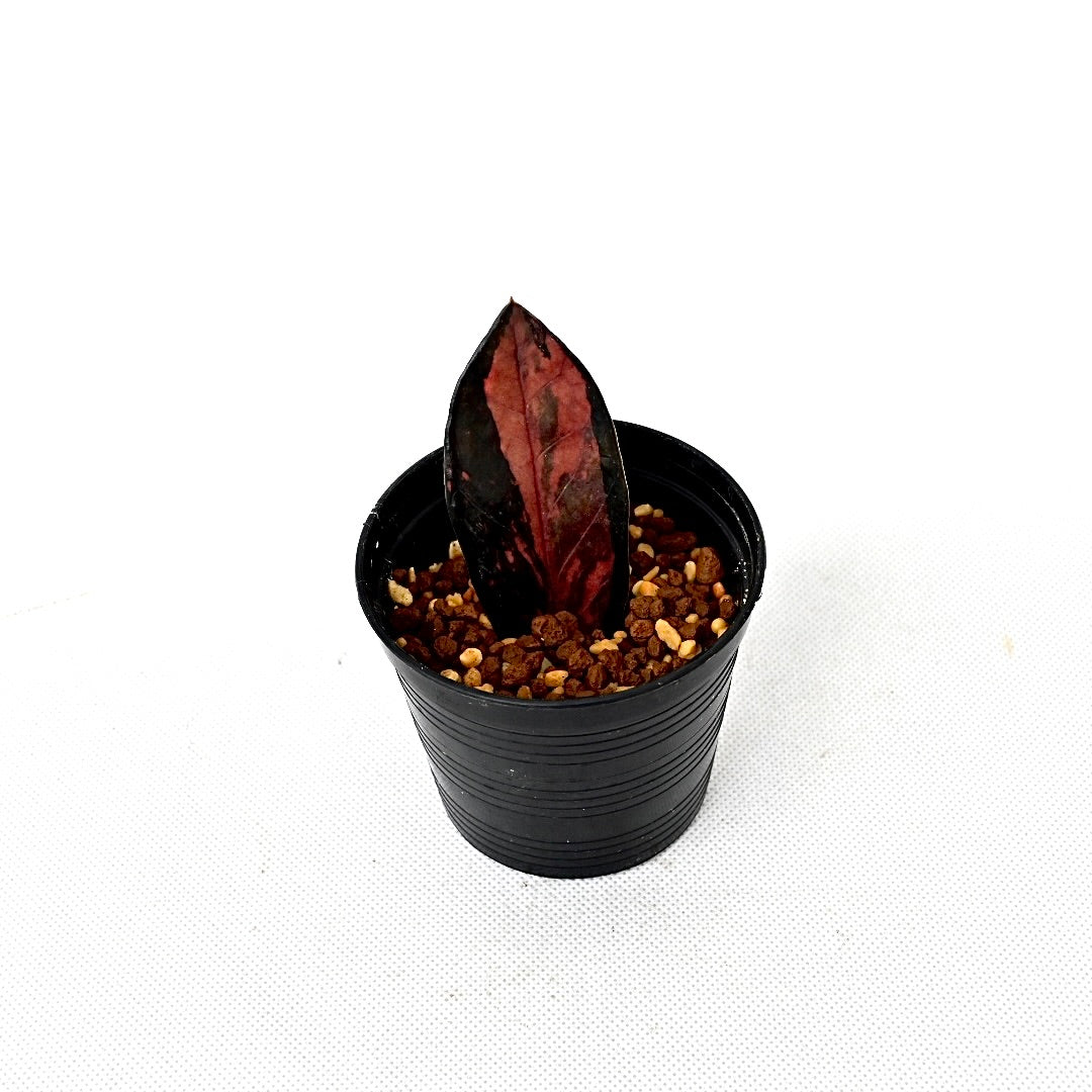 Zamioculcas zamiifolia Raven Pink variegated