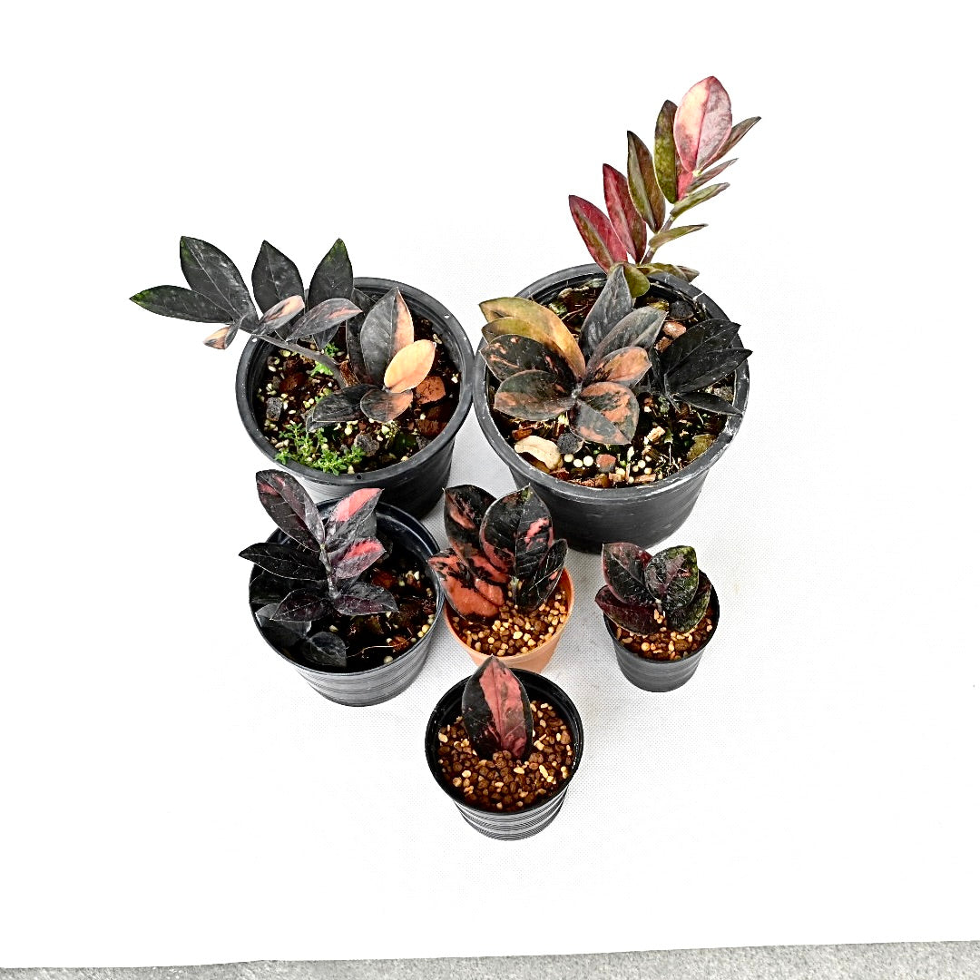 Zamioculcas zamiifolia Raven Pink variegated