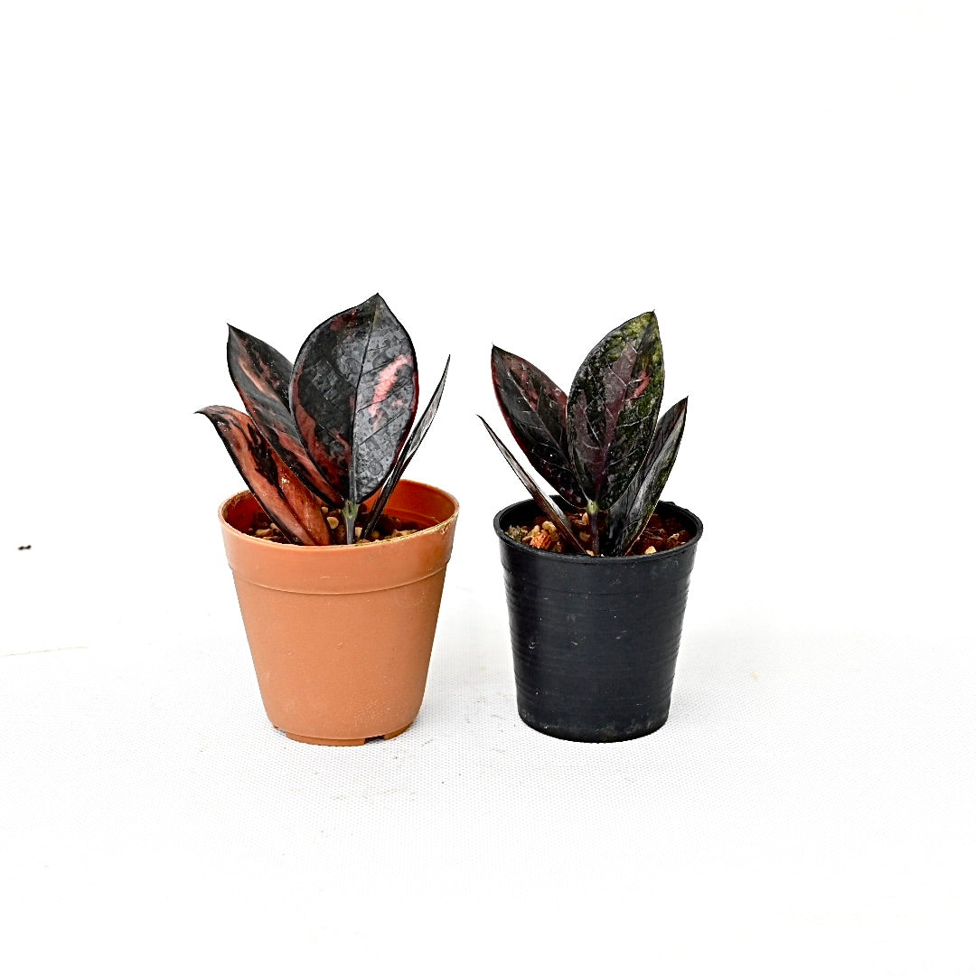 Zamioculcas zamiifolia Raven Pink variegated