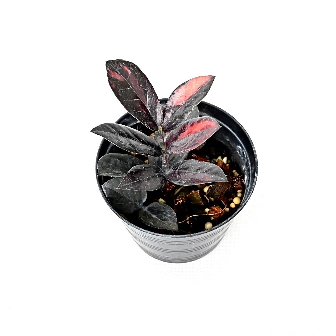 Zamioculcas zamiifolia Raven Pink variegated