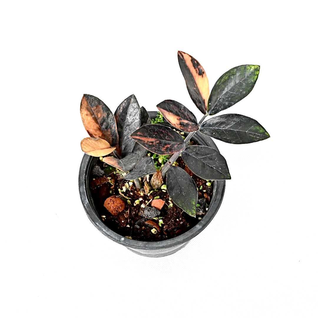 Zamioculcas zamiifolia Raven Pink variegated (L)