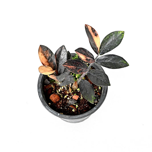 Zamioculcas zamiifolia Raven Pink variegated (L)